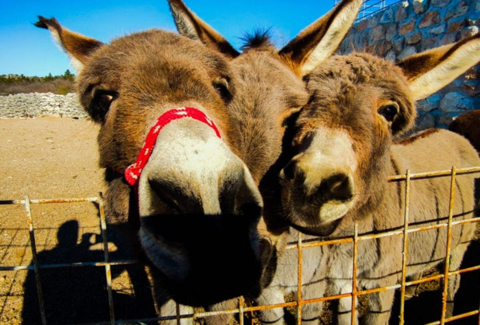 OŠ Kaštanjer Pula - Farma Magaraca 1dan.
