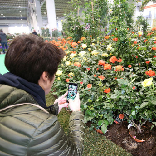 Pordenone, sajam cvijeća 2026. i shopping u Palmanovi iz Zagreba i Rijeke - 1 dan